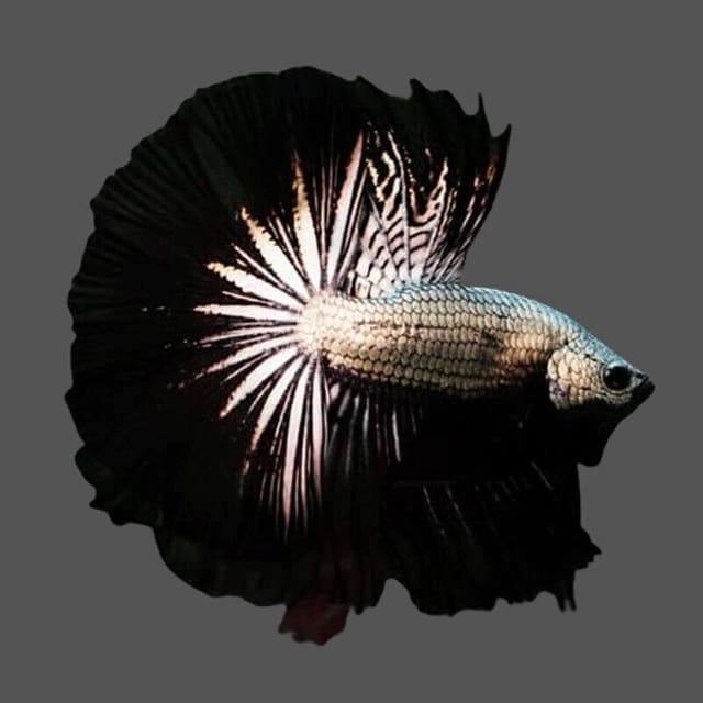 Male Betta (Betta splendens)