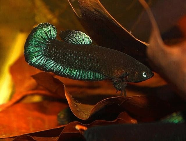 Betta persephone in a natural blackwater-style aquarium