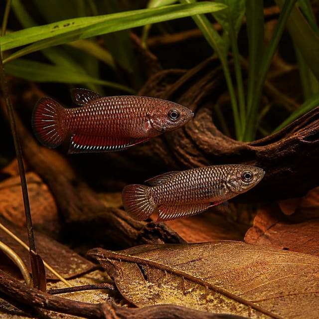 Male Betta Rubra (Betta rubra)