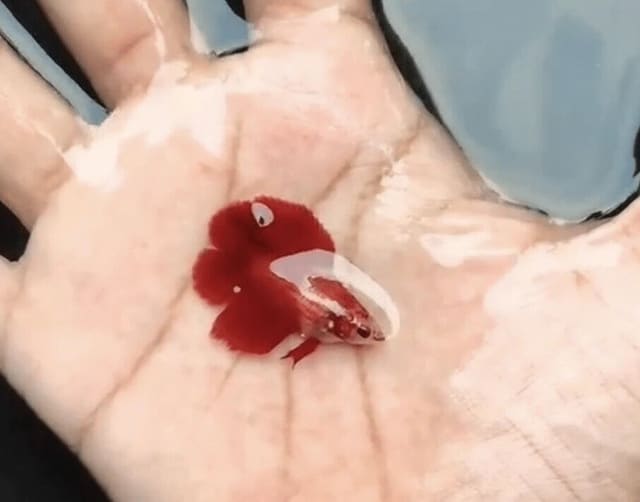 Double Tail Female Betta Mix (Betta splendens) – Single Female