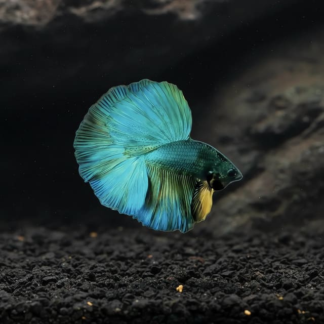 Betta spl. male Halfmoon green XL — Fresh Water Fish