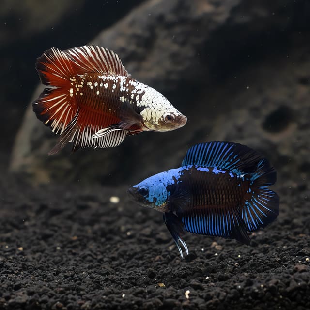 Betta spl. male plakat double tail samurai in a planted aquarium — representative image
