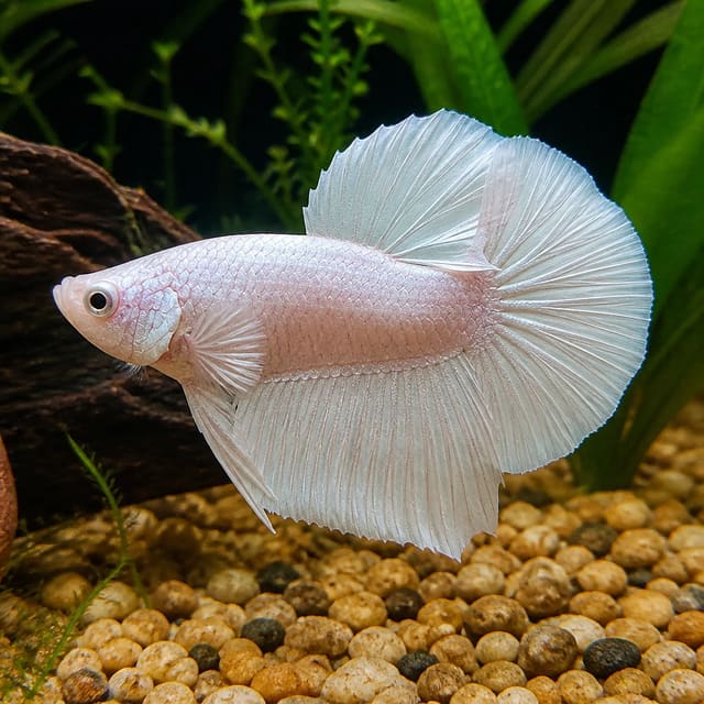 Platinum male plakat halfmoon betta fish with metallic sheen and flowing tail in freshwater aquarium