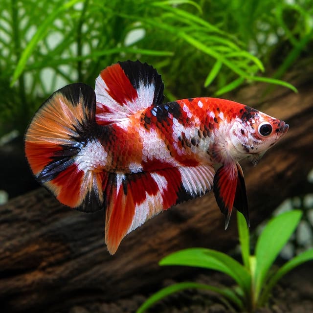 Koi Nemo Male Betta — Betta Fighter fish UK — representative image