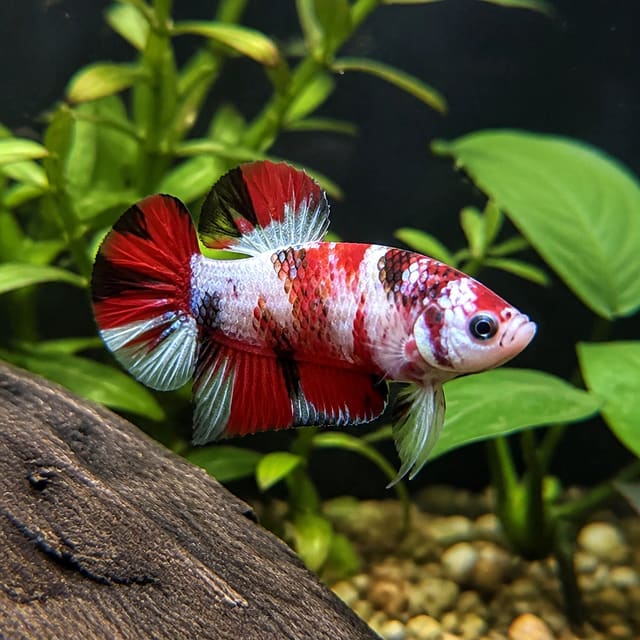 XL Nemo male short tail Betta splendens with vivid orange, white and blue marbled colouring