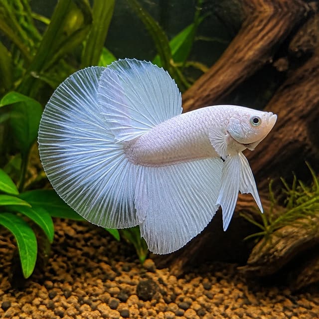 Betta Spl. Male Superdelta White Fish