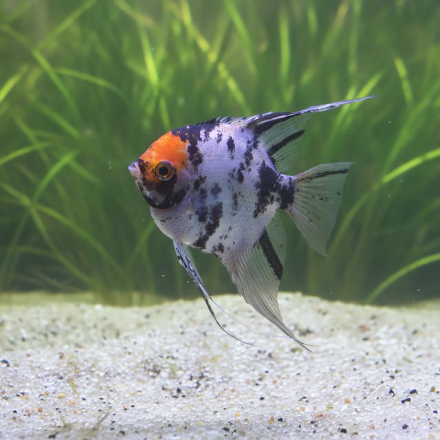 Bi-color Angelfish, l.f. (Pterophyllum scalare bicolor l.f.) in a planted aquarium — representative image