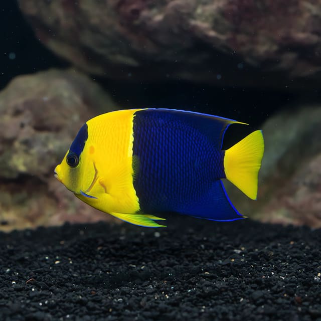 Bicolor Angelfish marine angelfish in a saltwater aquarium