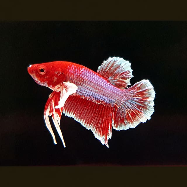 Big Ear Plakat Male Betta Mix (Betta splendens)