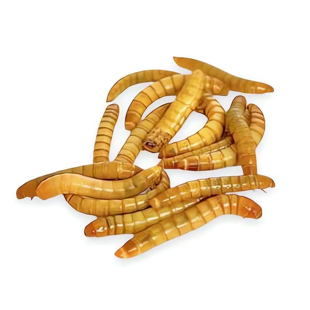 Meal worms — Tenebrio Molitor Mealworms