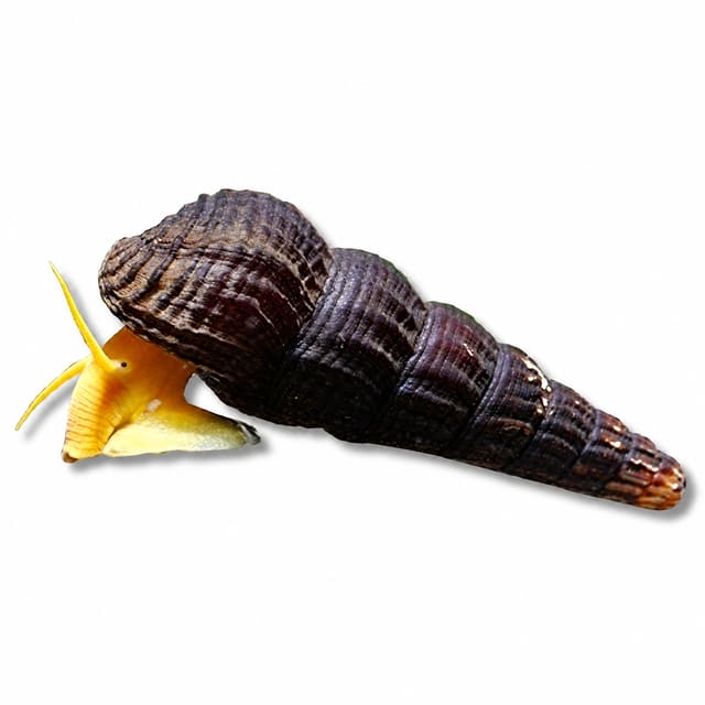 Black Antenna Rabbit Snail (Tylomelania sp.)