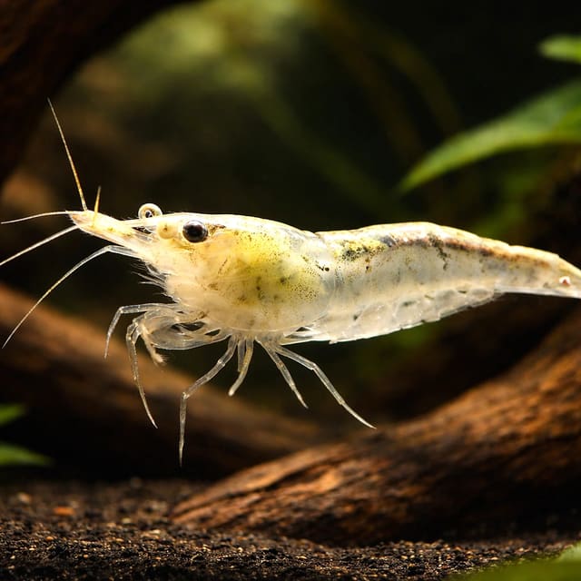 Neocaridina denticulata natural aquarium image