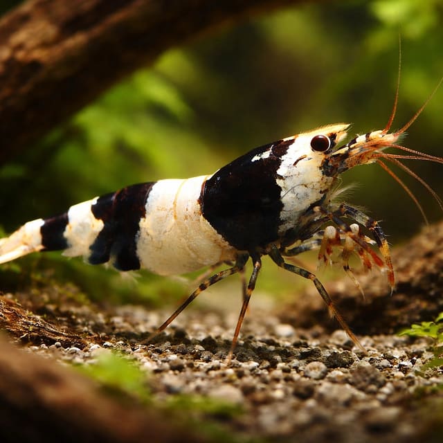 Caridina cantonensis serrata — Black Crystal — Shrimp UK — representative image
