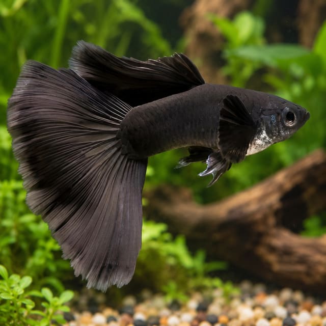 Male Black Moscow guppy, jet black with a large flowing black tail, in a planted aquarium
