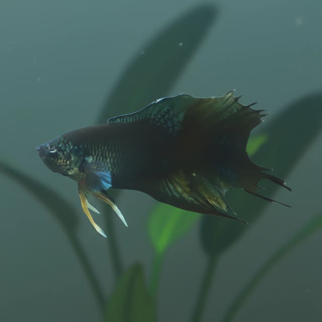 Black Paradise Fish (Macropodus spechti) exact Petra source photo