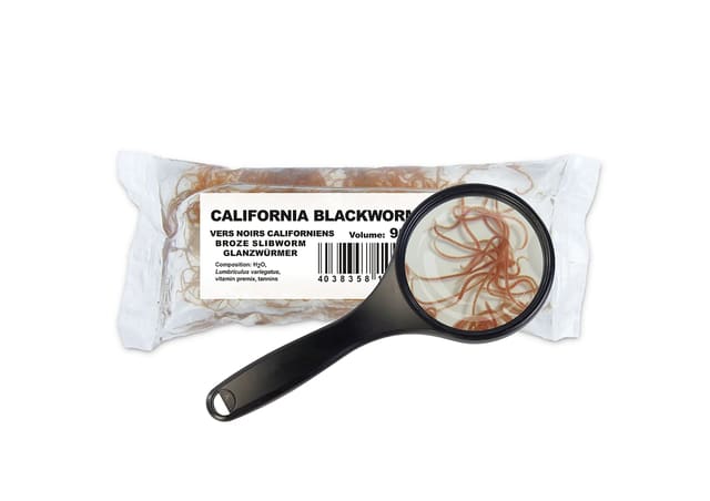 Live California blackworms (Lumbriculus variegatus) in a representative 90ml PE bag