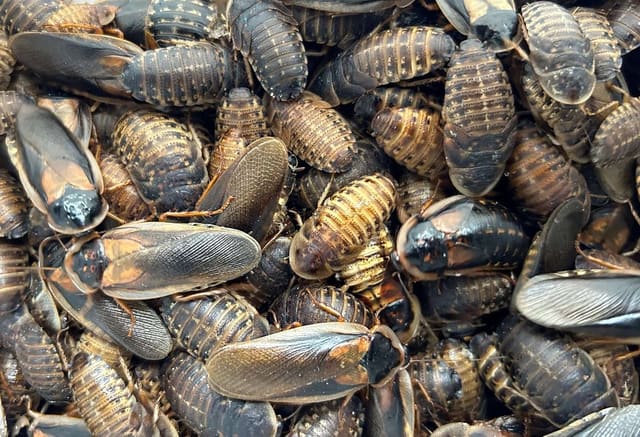 Blaptica dubia orange spotted roaches feeder insects