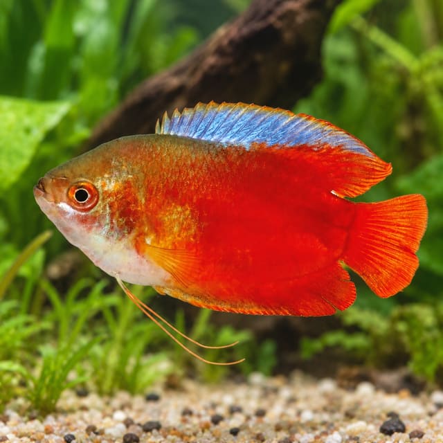 Blood Red male dwarf gourami (Trichogaster lalius), red-orange with a blue dorsal fin and long thread-like pelvic fins, in a