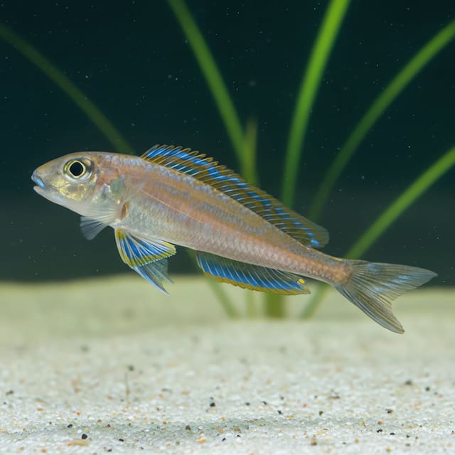 Blue Burundi Cichlid (Xenotilapia bathyphilus) in a planted aquarium — representative image