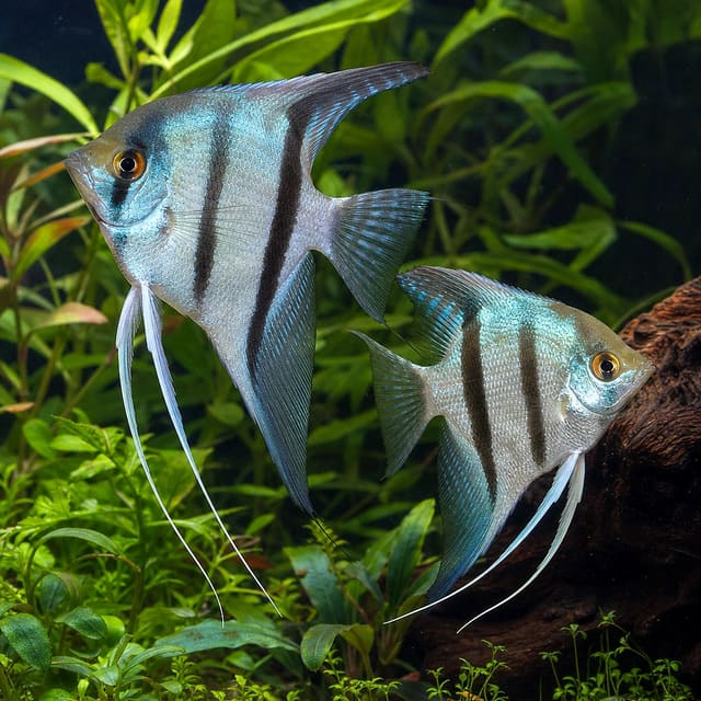 Pterophyllum scalare blue natural aquarium image