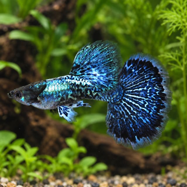 Male Blue Dragon guppy with a metallic blue dragon-scale body and dark navy mottled tail in a planted aquarium