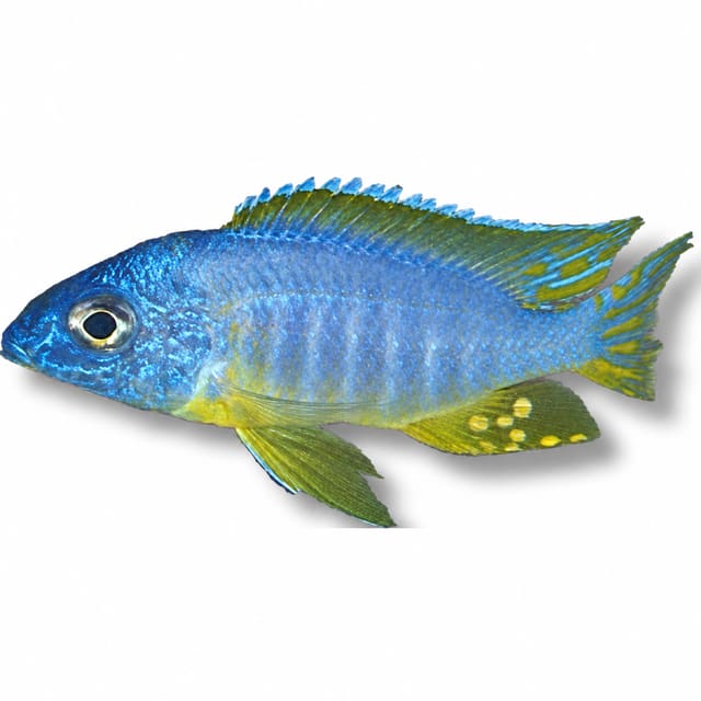 Blue-Gold Peacock Cichlid (Aulonocara korneliae)