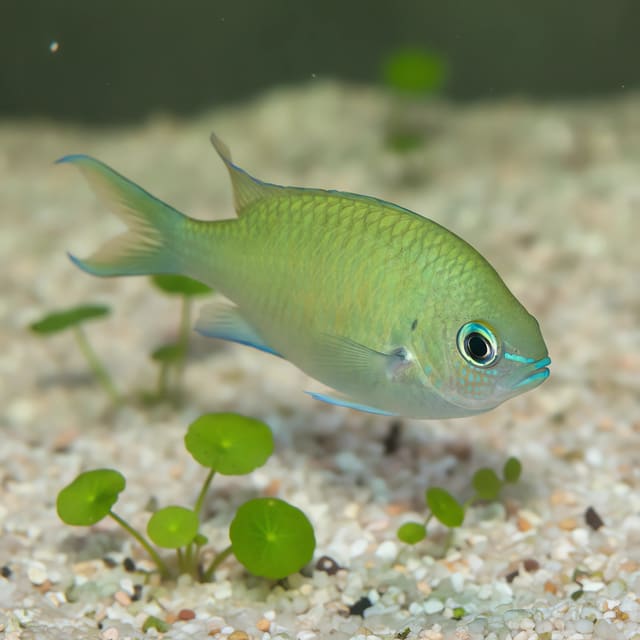 Blue Green Damsel Chromis viridis 2.5-5 cm swimming in a marine reef aquarium