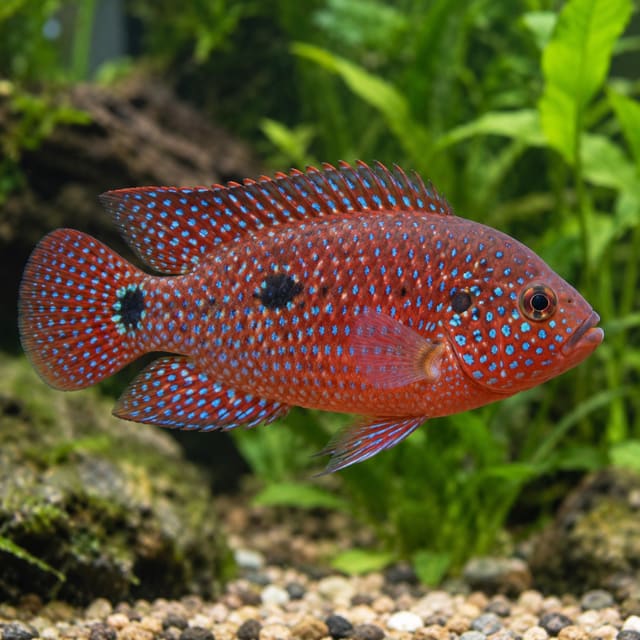 Blue Jewel Cichlid lifalili-type African cichlid N614