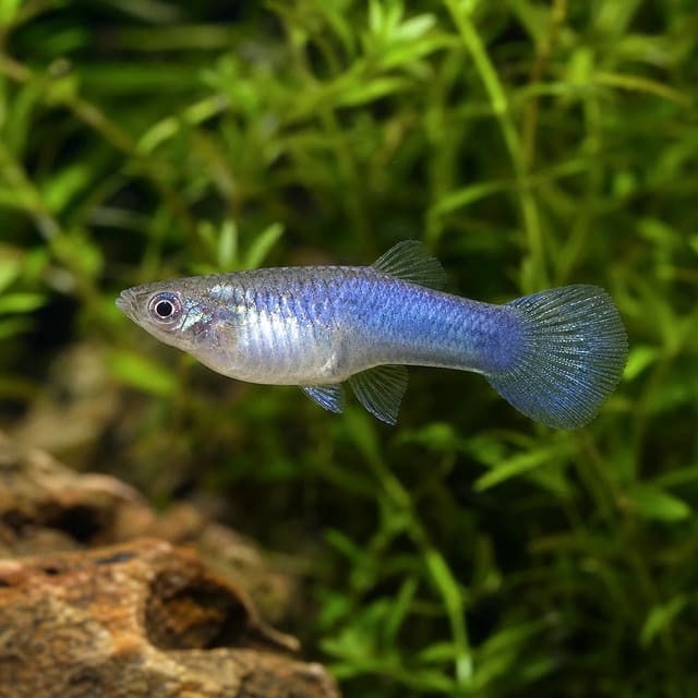 Poecilia reticulata female blue moscow natural aquarium image