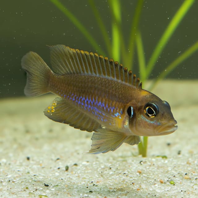 Non-diagnostic illustrative blue cichlid image; actual Lamprologus ocellatus colour and body shape differ