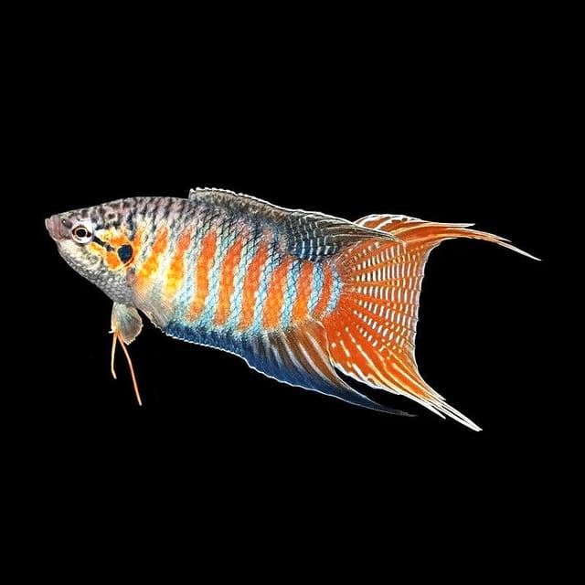 Blue Paradise Fish (Macropodus opercularis) exact Petra source photo