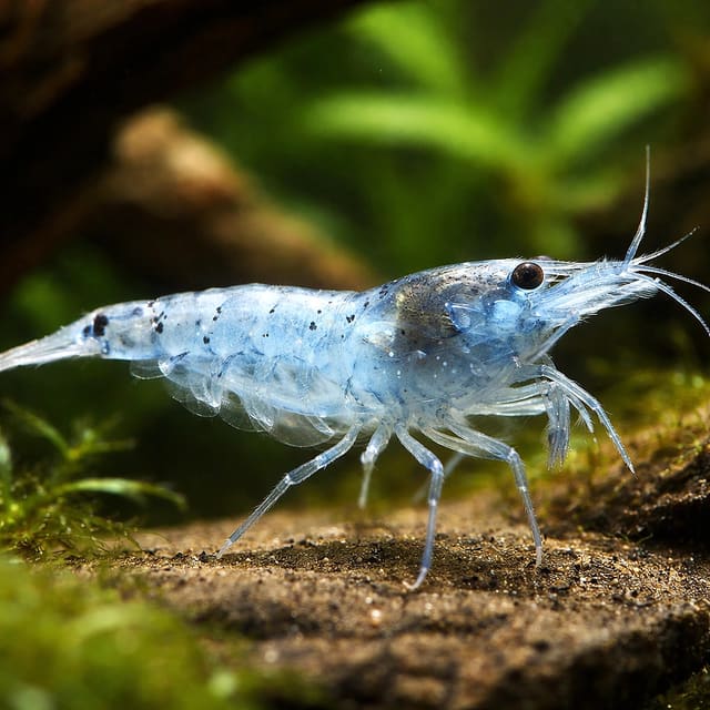 Neocaridina denticulata blue pearl natural aquarium image