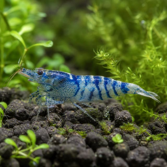 Neocaridina davidi blue tar striped natural aquarium image