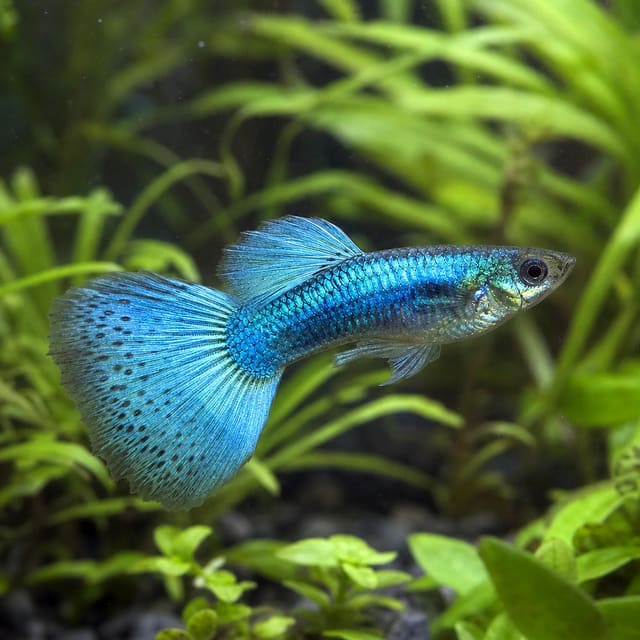 Poecilia ret. male blue turquoise natural aquarium image