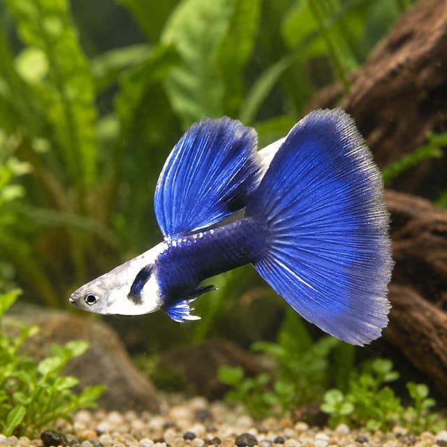 Male Blue Tuxedo guppy with a silver-white front, dark blue rear half and large bright blue tail in a planted aquarium