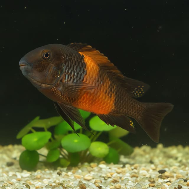 Blunthead Cichlid (Tropheus moorii)