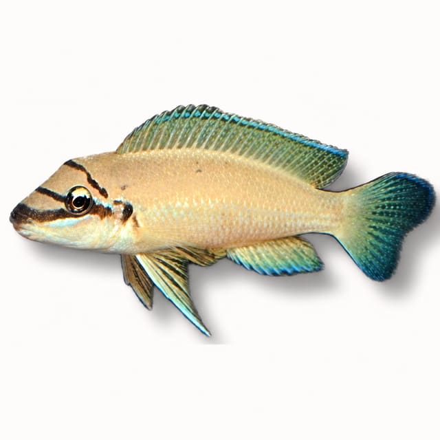 Brichard’s Chalinochromis (Chalinochromis brichardi)