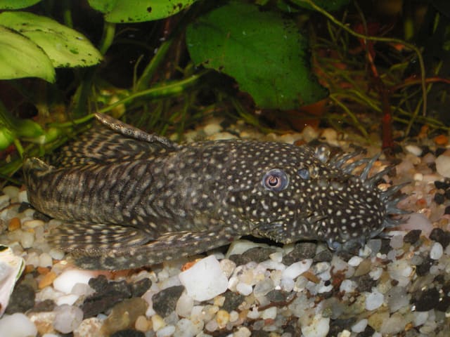 Spotted Bristlenose Pleco with long snout bristles swimming above gravel and wood