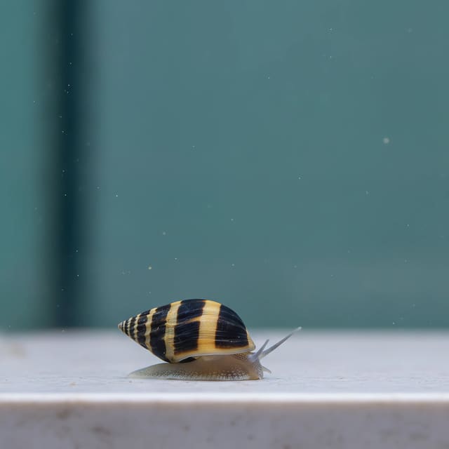 Bumble bee snail Engina sp. small marine snail with black and yellow striped shell on white background