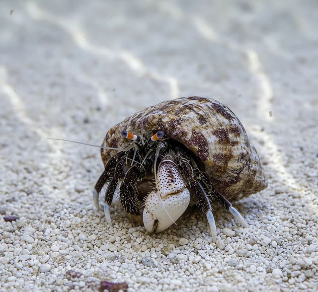 White leg hermit crab with a large pale claw emerging from a mottled brown shell on gravel