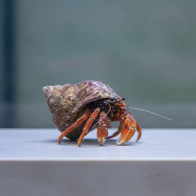 Orangeclaw Hermit Crab Calcinus tibicen with bright orange claws on live rock in a marine aquarium