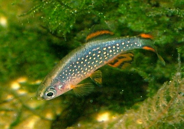 Celestial Pearl Danio with pale spots and red fins among green plants and curved wood