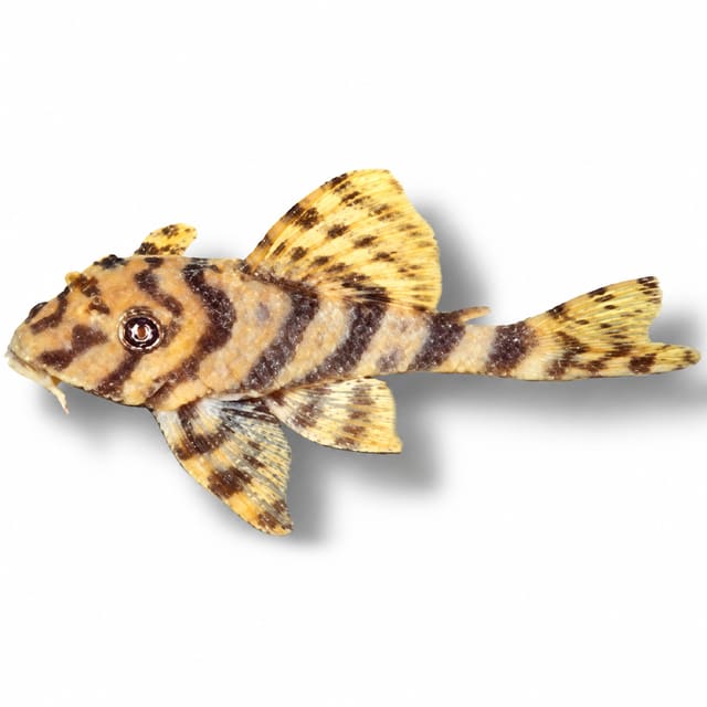 Candy Striped Pleco L015 (Peckoltia vittata)