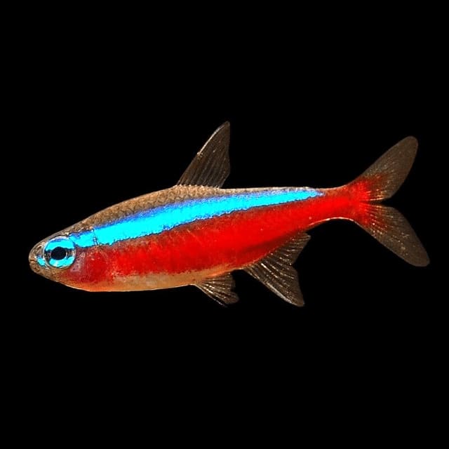 Cardinal Tetra (Paracheirodon axelrodi) aquarium fish