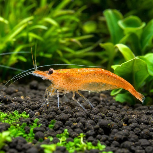 Orange Amano shrimp Caridina japonica orange 2-3 cm on aquarium plant