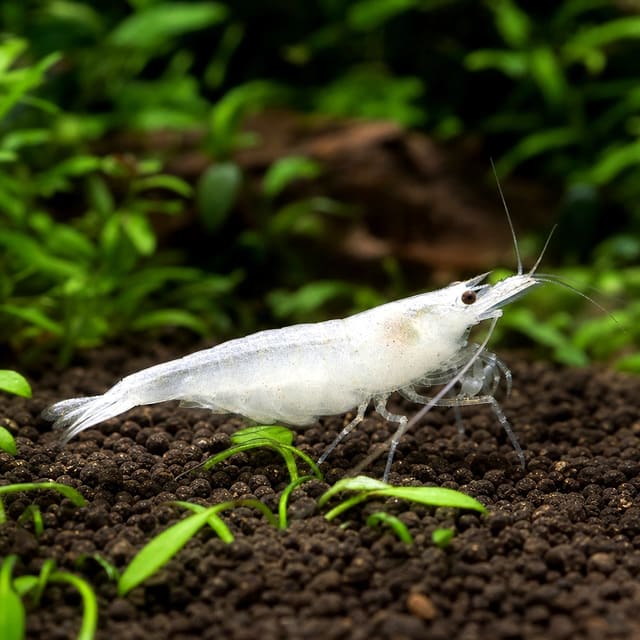 Snow White Amano Shrimp Caridina japonica 2-3 cm on aquarium substrate