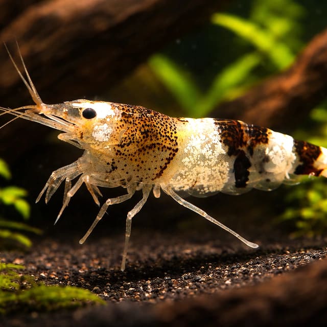 Caridina sp. Black & white crystal — Fresh Water Fish