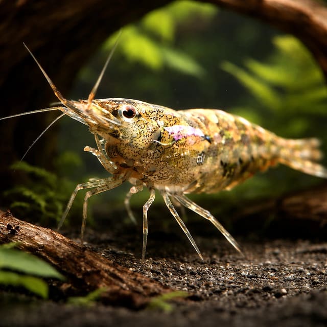 Caridina sp. rainbow — Fresh Water Fish