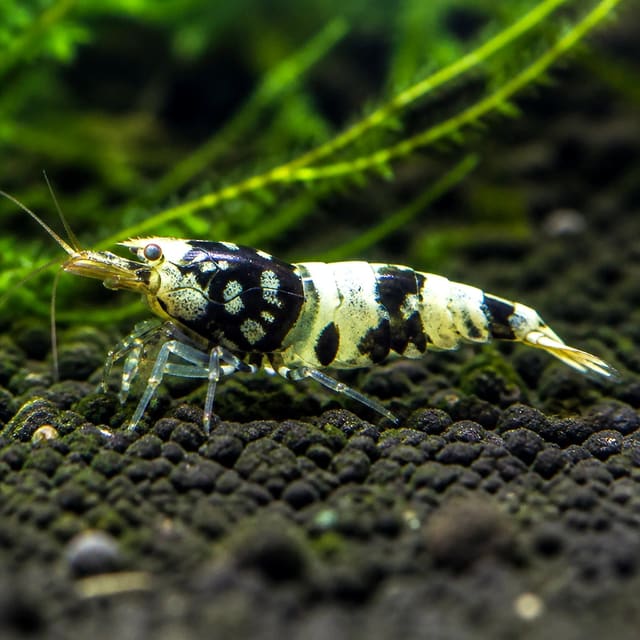 Black Pinto Shrimp - bold black and white patterned Caridina cantonensis Taiwan Bee
