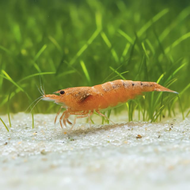 Red Bolt Taiwan Bee Shrimp - vivid red bolt patterned Caridina cantonensis